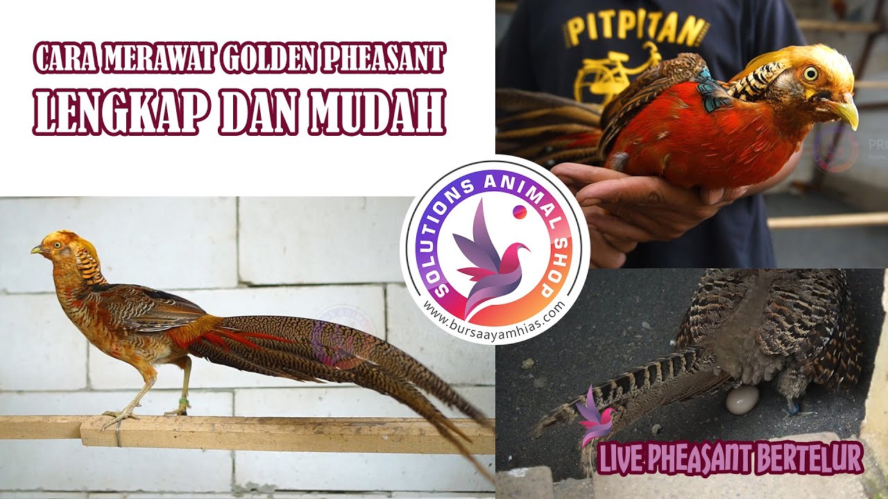 GOLDEN PHEASANT, Cara Perawatan & kandang ideal