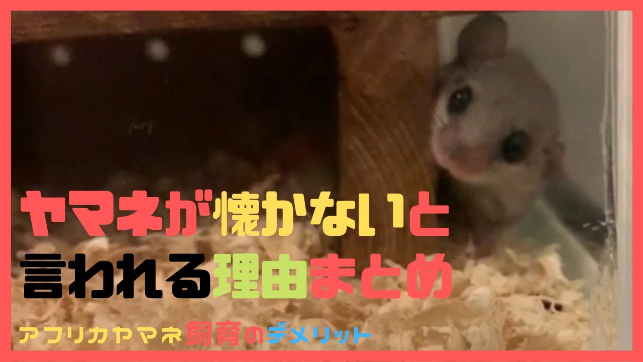 アフリカヤマネが懐かないと言われる理由をまとめてみた。【デメリット】