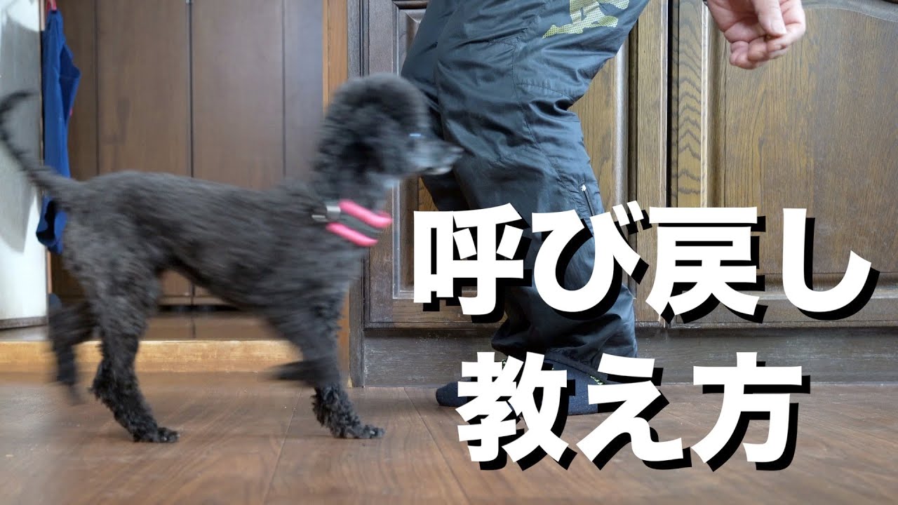 【トイプードル多頭飼い】犬のしつけ「呼び戻し」の基本の教え方！おやつを使った簡単なトレーニング