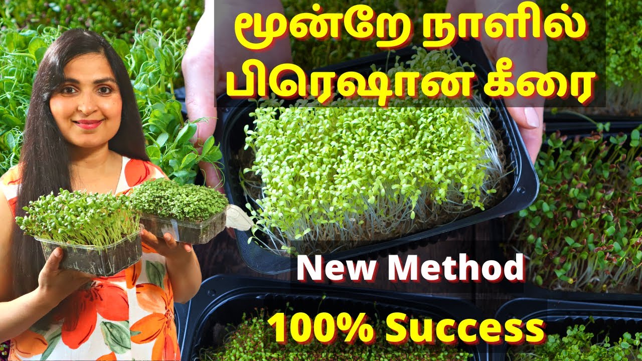 நம்ம கிச்சனில் ஈஸியா கீரை வளர்க்கலாம் / Grow Microgreens / Health Benefits of Microgreens #Greens