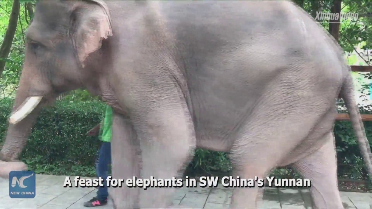 Feast held in SW China to mark World Elephant Day