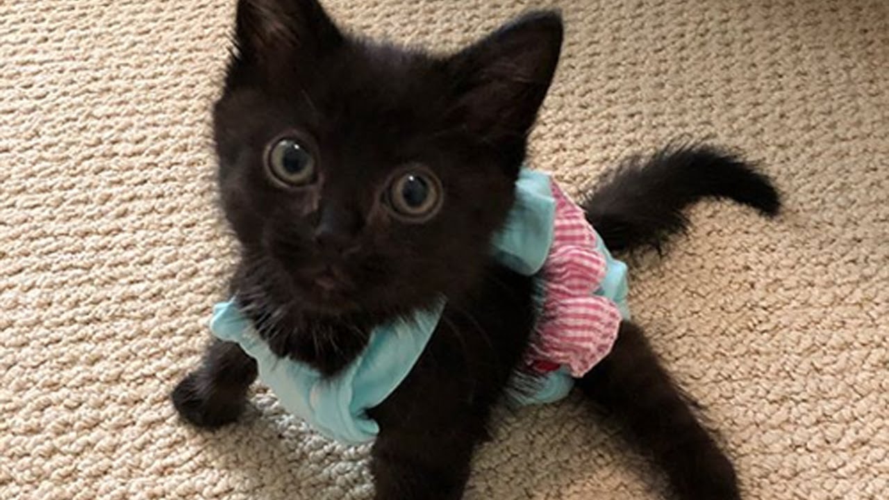 Meet Raven, The Adorable Kitten With Hind Paralysis Who Proves Special Needs Cats Are Perfect!