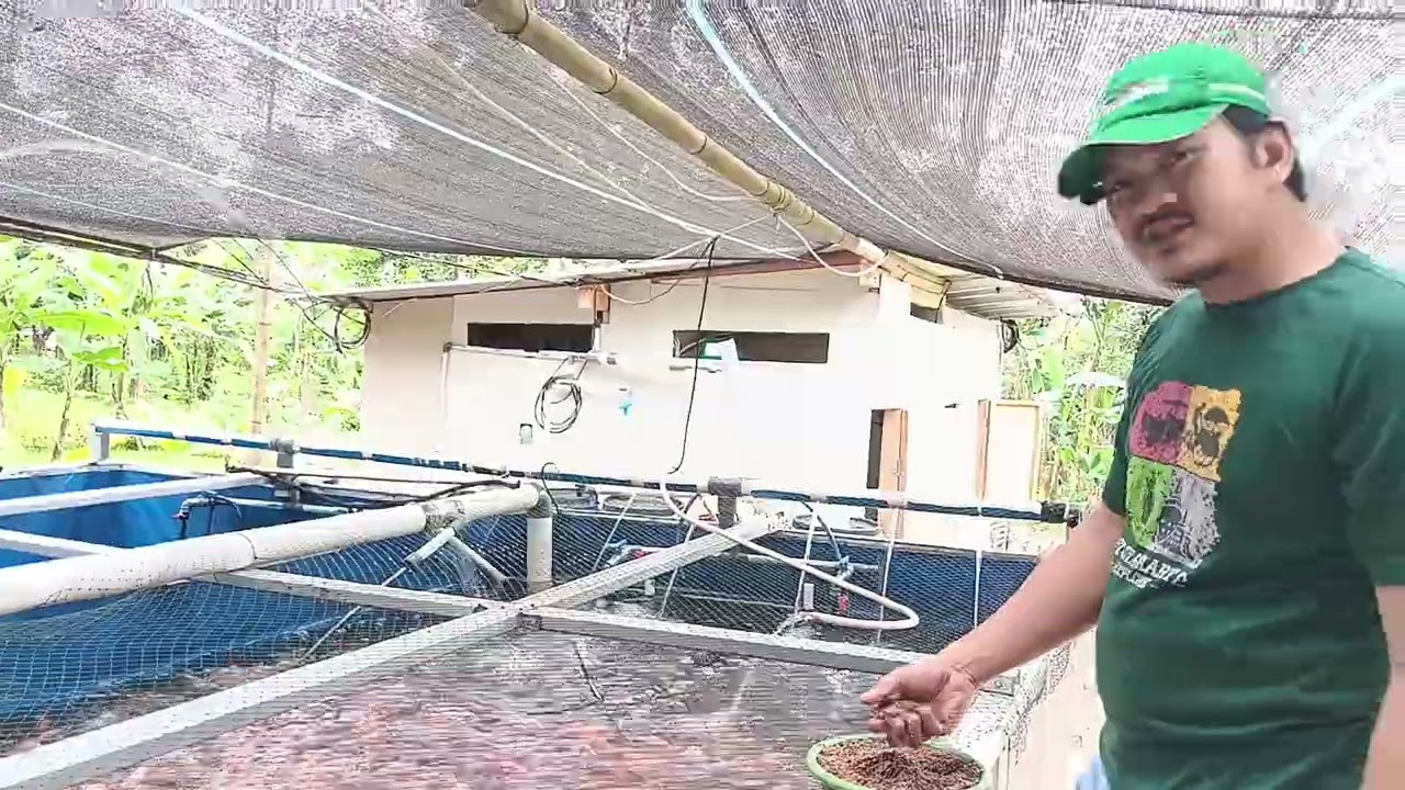 RUTINITAS PAGI HARI DI FARM NILA JONGGOL 