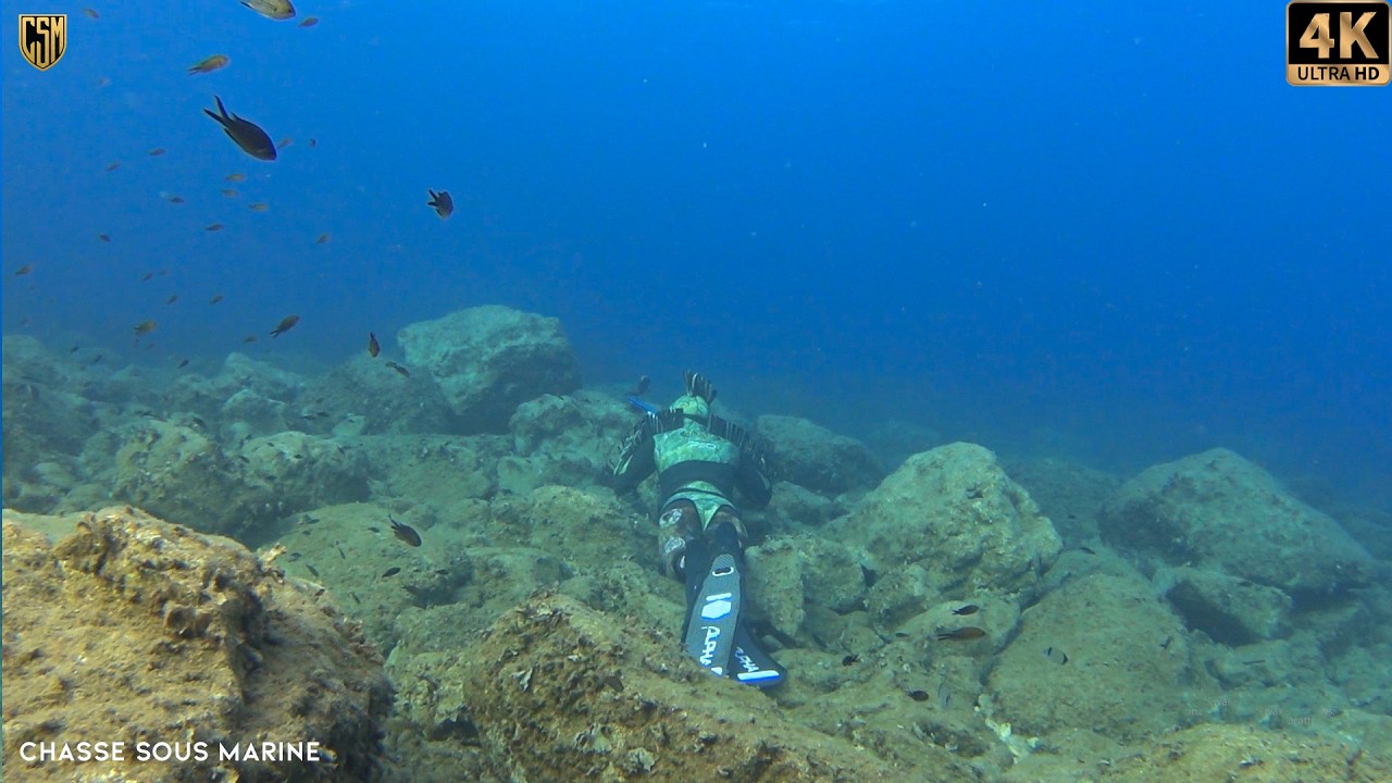 CHASSE SOUS MARINE Denti Geant 😱Pélamide Peche sous marine méditerranée