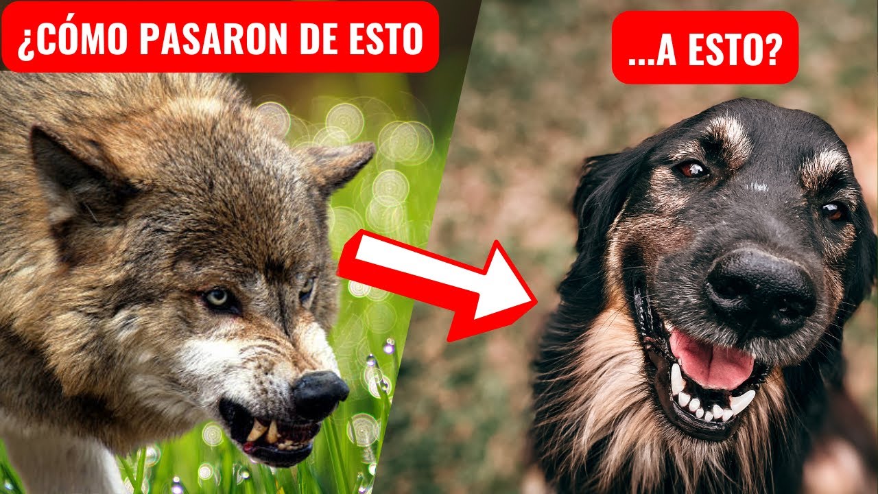 El origen del perro - C&oacute;mo es que logramos domesticarlos. La historia del perro -de fieras a d&oacute;ciles