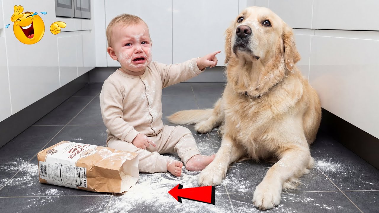 Try Not To Laugh: Funny Baby Fails 🤣 Cute & Awkward Baby Moments | Baby Bliss