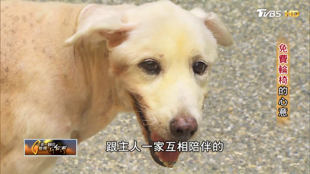 愛貓狗情侶，為流浪貓狗打造免費輪椅的心意！ 一步一腳印 20171008