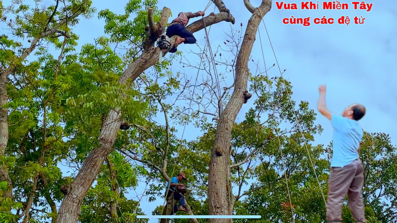 vua Khỉ Miền Tây và các đệ tử đến Long Hồ Vĩnh Long leo Cưa mé Cây Dái Ngựa nhiều độ Cao