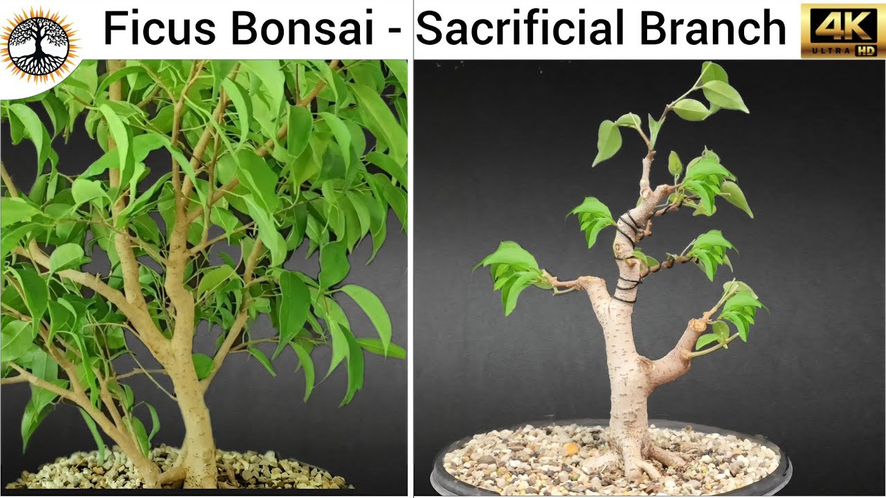 Ficus Bonsai - Experiments & Sacrificial Branches