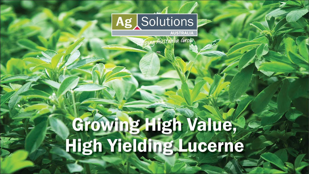 Growing High Value, High Yielding Lucerne