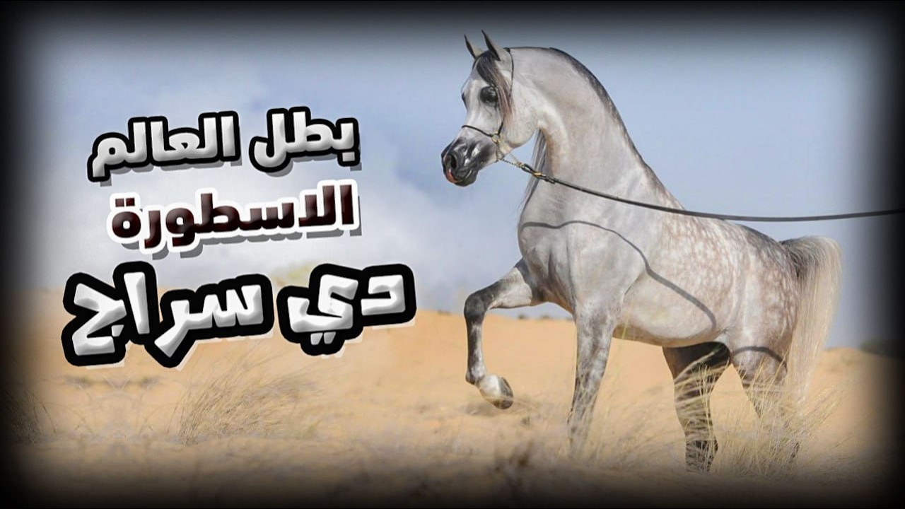 بطل العالم الأسطورة 🏆 دي سراج 🏆 ابن الأسطورة إف إيه الرشيم وحفيد مروان الشقب وفيرساتشي | D SERAJ