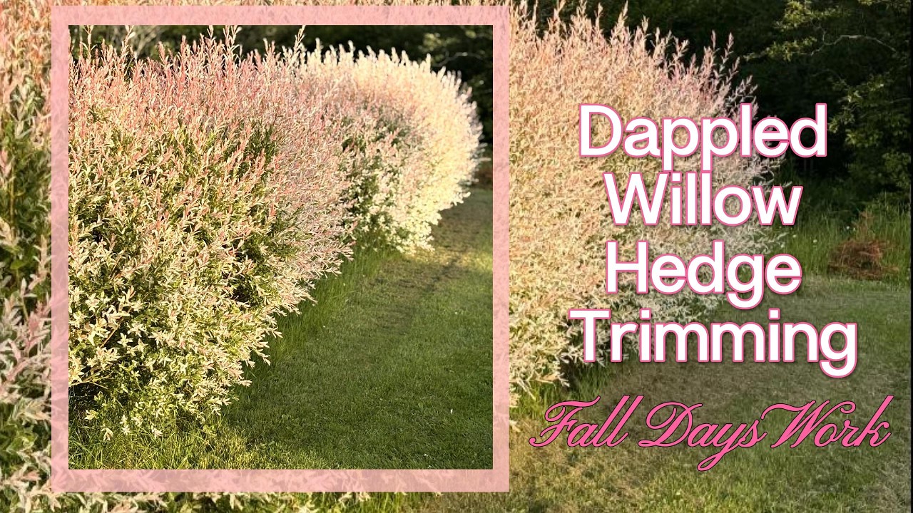 Dappled Willow Hedge Trimming & Essential Perennial Meadow Maintenance | Fall Chores in the garden.🍂