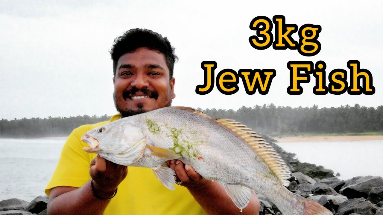 Jewfish (Ghol fish) #KeralaFishing #Malayalamvideos