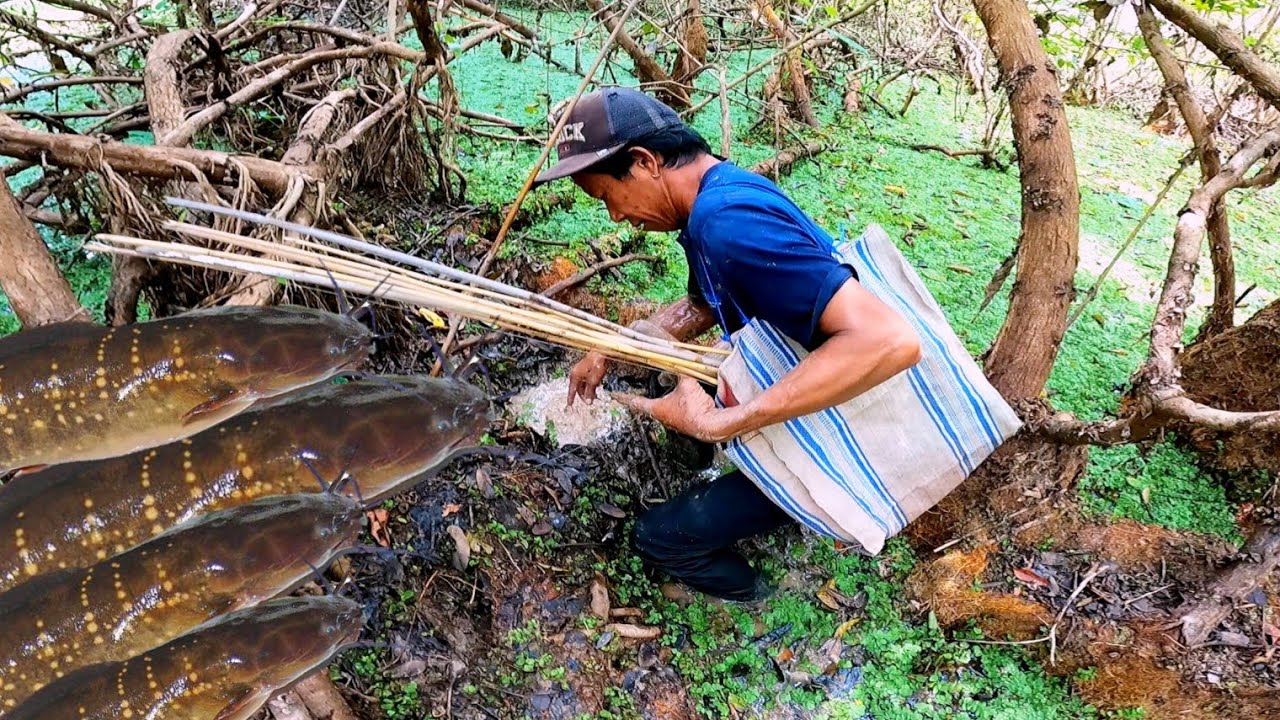 Lubang lembat || Teknik jitu mancing di akar pohon || lembat akar || Mancing di sarang lembat 