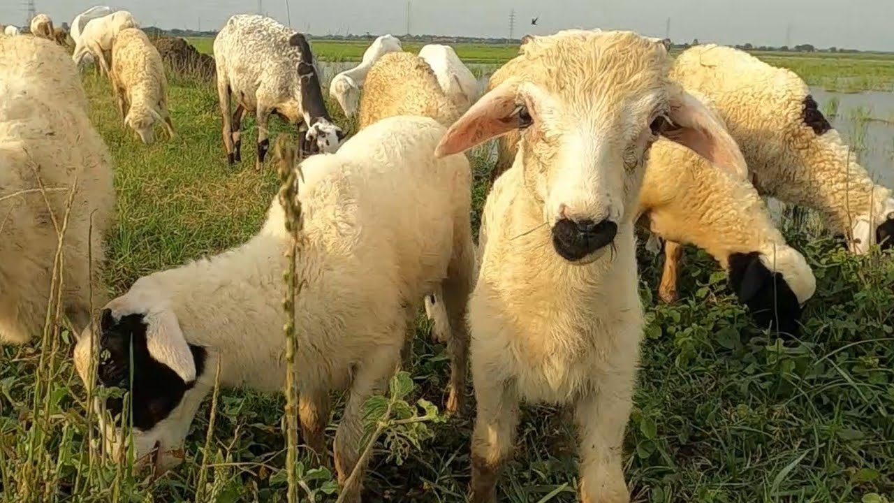 LAGU VIRAL ANAK KAMBING SAYA - CACA MARICA HEY HEY