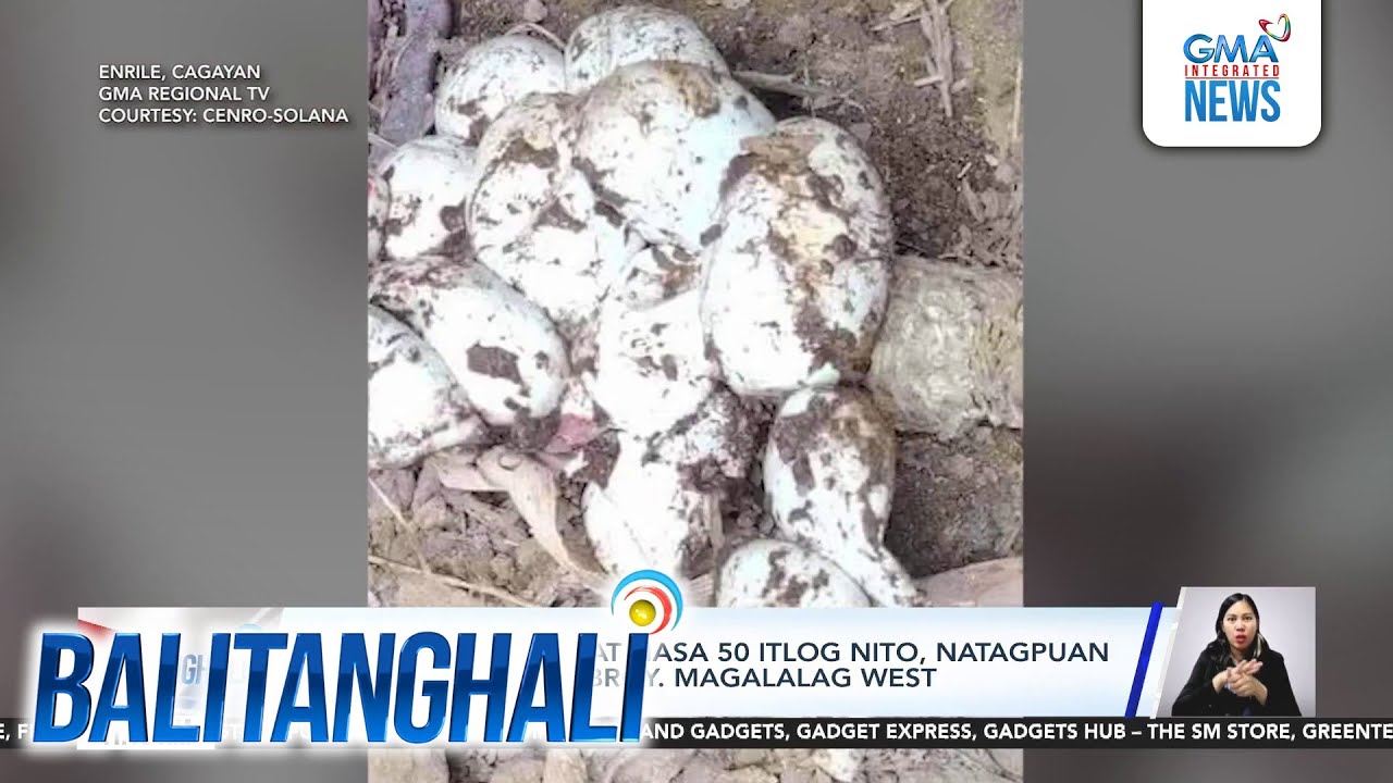 Luzon king cobra at nasa 50 itlog nito, natagpuan sa isang bahay sa... | Balitanghali