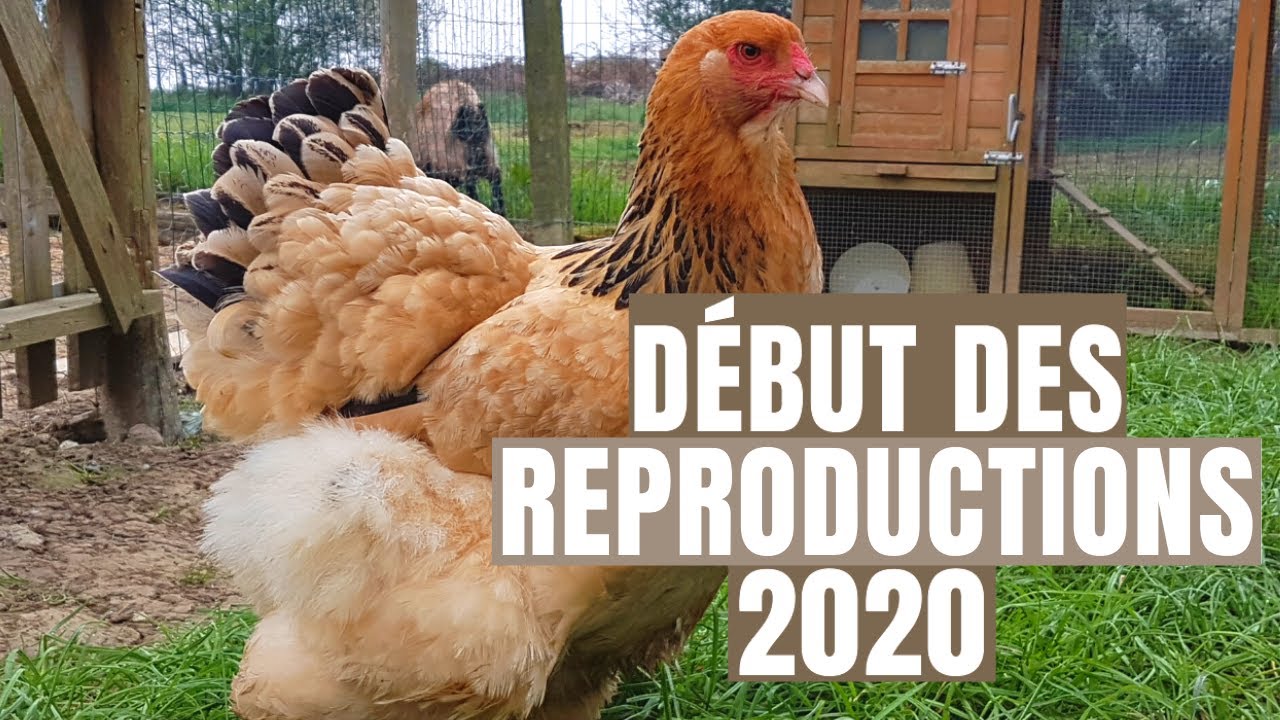 DÉBUT DE LA REPRODUCTION DES POULES ! (Brahma,Wyandottes,Rousses)