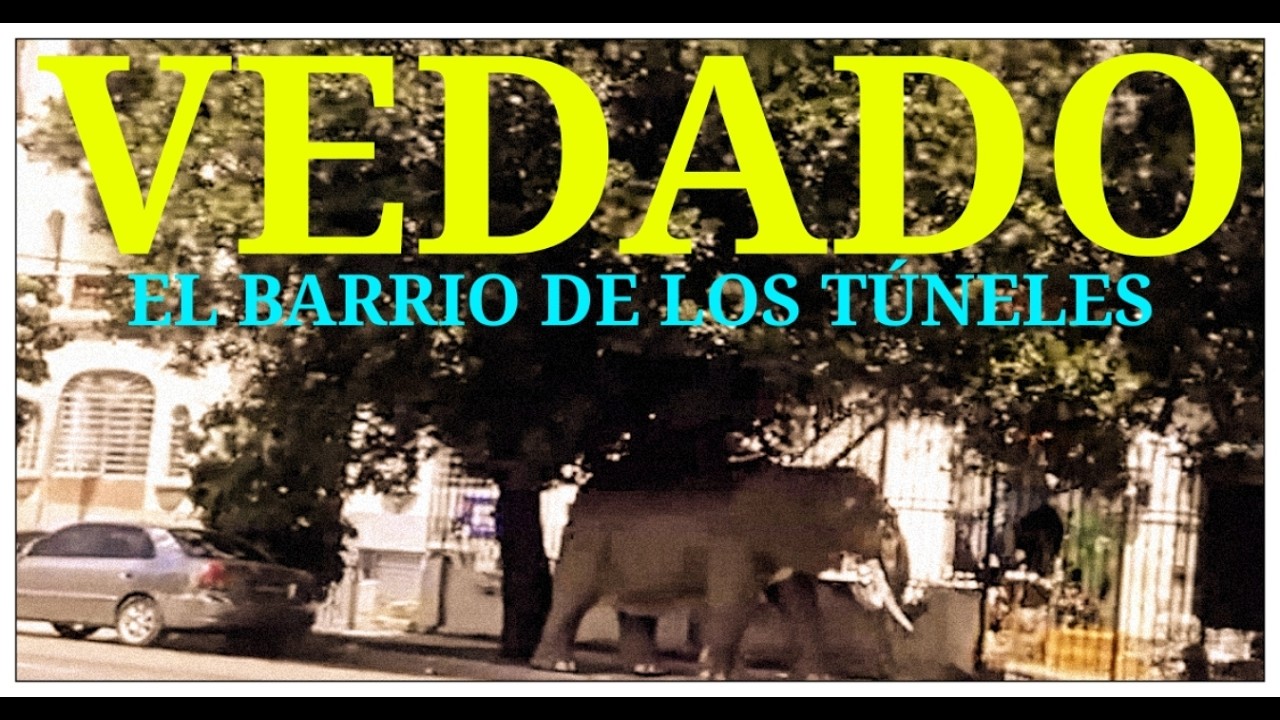 VEDADO _ Me topé con un ELEFANTE suelto en la calle 👀 Qué locura!