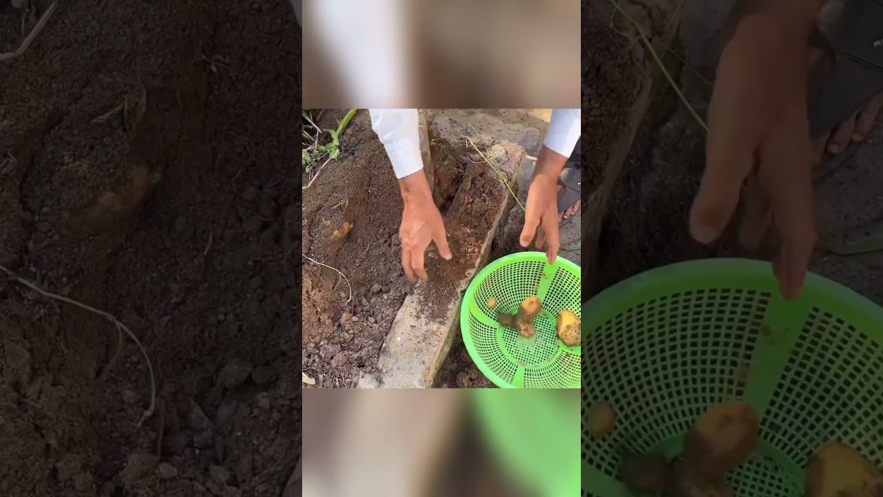 Grow Potatoes At Home 