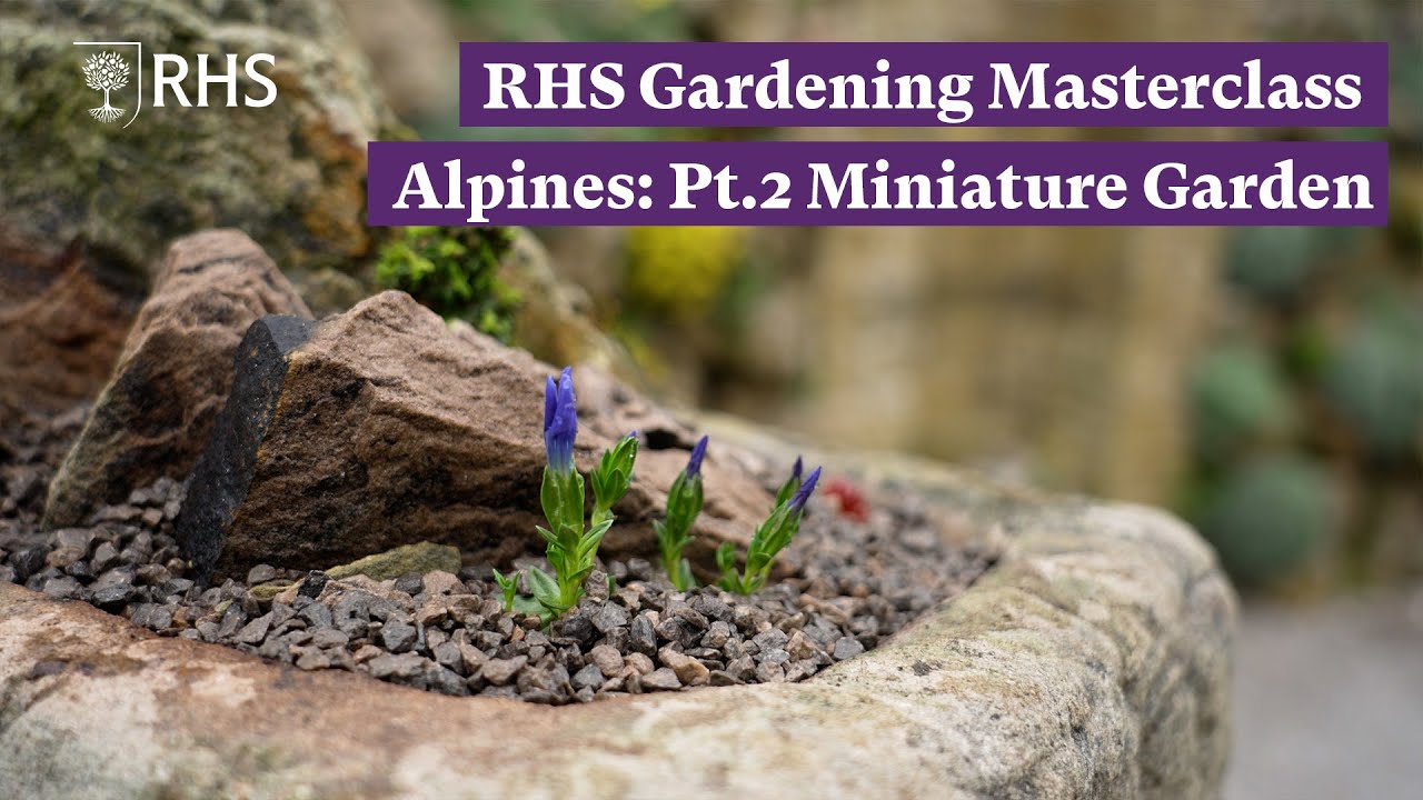 How to plant up a miniature garden | RHS Gardening Masterclass: Alpines Pt.2 | The RHS