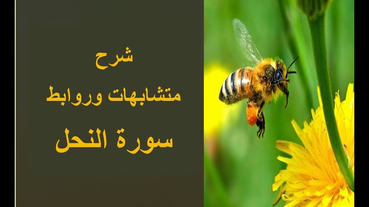شرح متشابهات سورة النحل وتربيطها/هل هذا أفضل من الاختبارات؟ في انتظاراقتراحاتكم/رابط دورةالمتشابهات👇