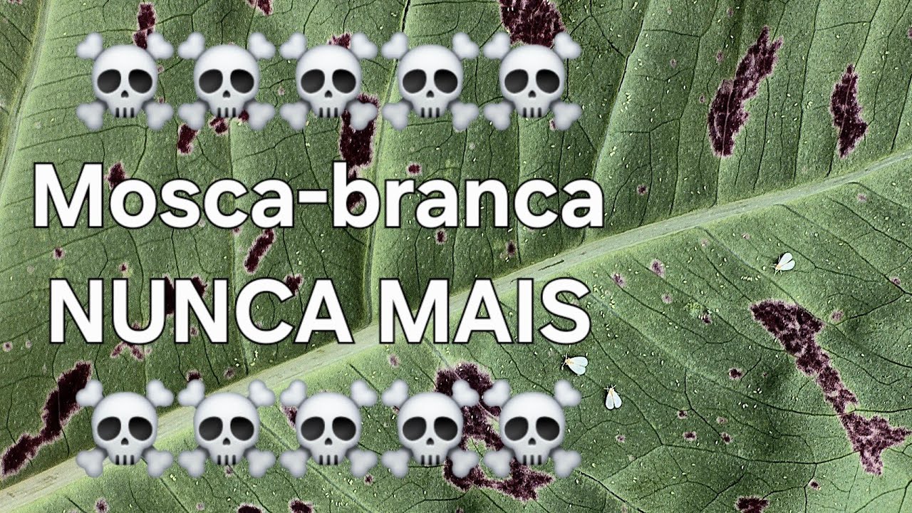 MOSCA BRANCA NUNCA MAIS COMO ELIMINAR MOSCA BRANCA WhatsApp 