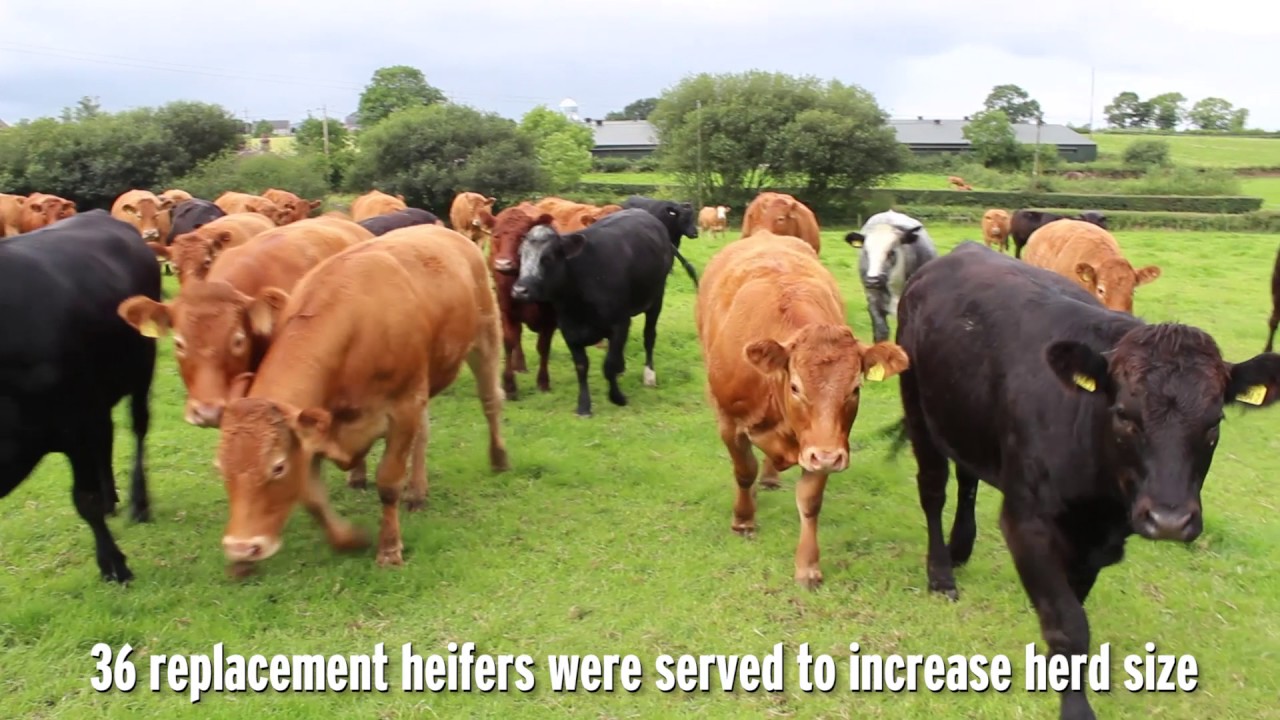 NI Better farmer - Mark Lewis, Portadown, Co Armagh