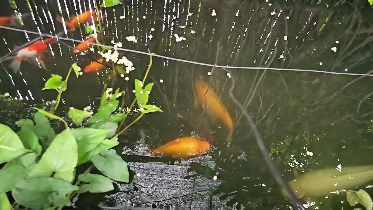 Híbrido de dorado, 