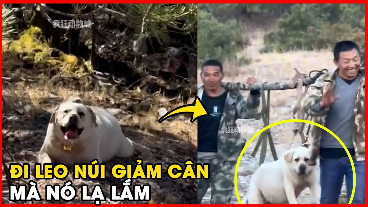 Cười bể bụng với chú chó 65kg đi leo núi và cái kết "ngốn" 2 triệu tiền khiêng! 🐕💦🚠