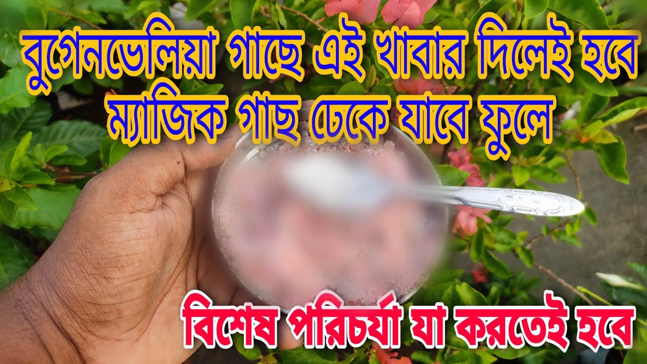 বুগেনভেলিয়া গাছের জন্য ম্যাজিক খাবার দিলেই আসবে গাছ ভরতি ফুল || বুগেনভেলিয়ার পরিচর্যা ||
