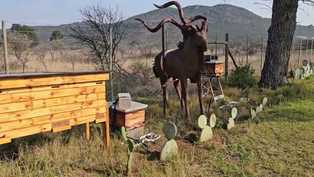 walk in the garden#garden #diy #homesteading