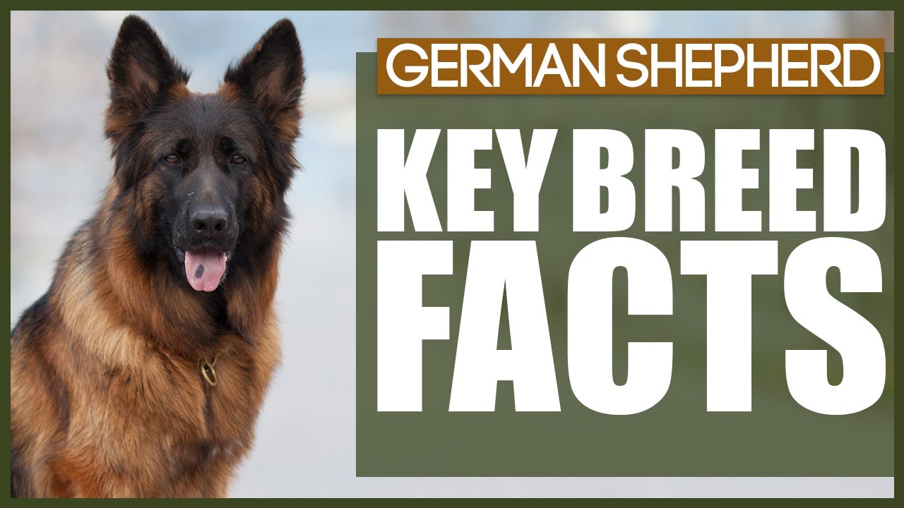 Everything You NEED TO KNOW About The GERMAN SHEPHERD!