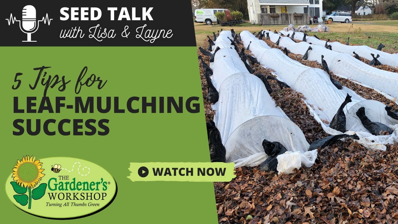 Беседа о семенах № 139 - 5 советов для успешного мульчирования листьями