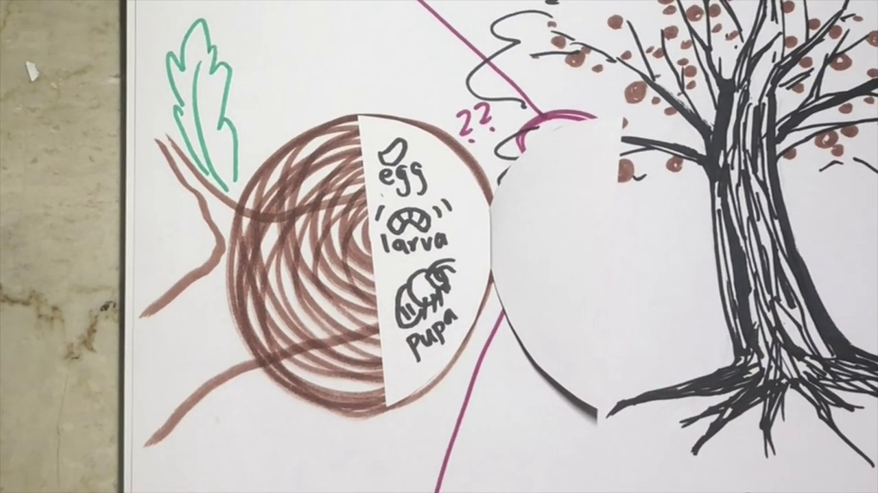 What's Growing On: Oak Gall's History & Lifecycle