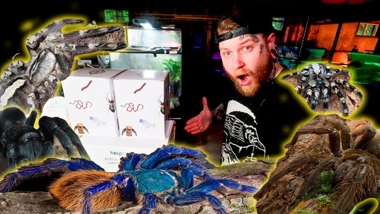 Can I Move 8 Tarantulas Into New Set Ups WITHOUT Anything Going Wrong? Lets Find Out!