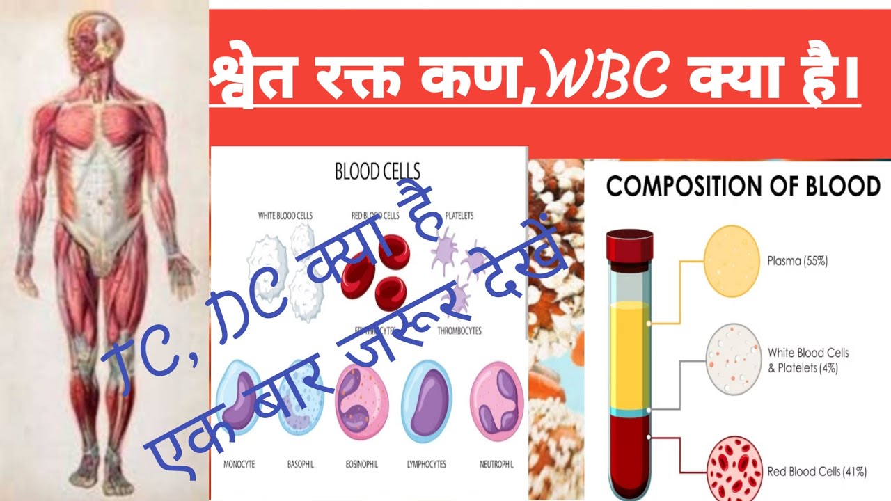 TC,DC,Kya hota hai,#viralvideo #ब्लड टेस्ट में TC,DC क्या होता है#pscdiagnosis#WBC किसे कहते हैं