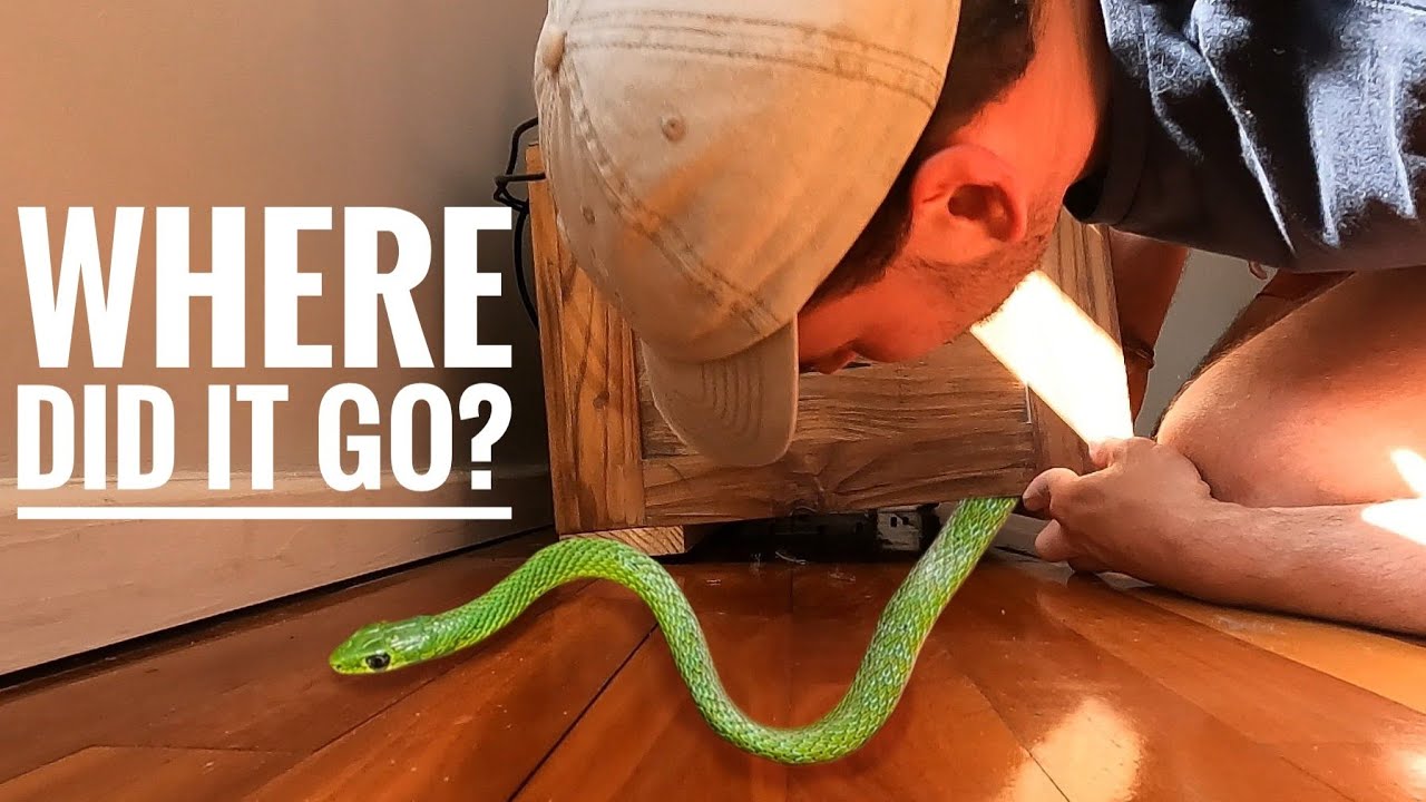 Snake Vanishes in Plain Sight!