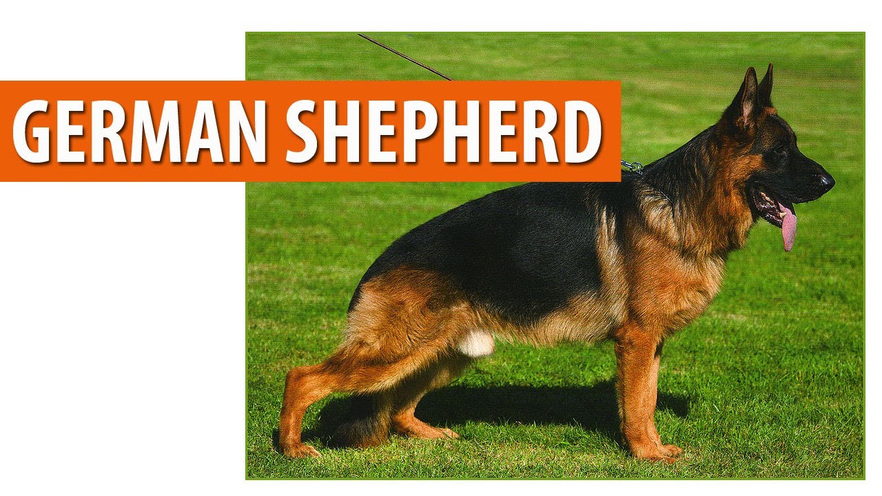 Герман хоньчин нохойн тухай | Немц овчарка | German shepherd dog