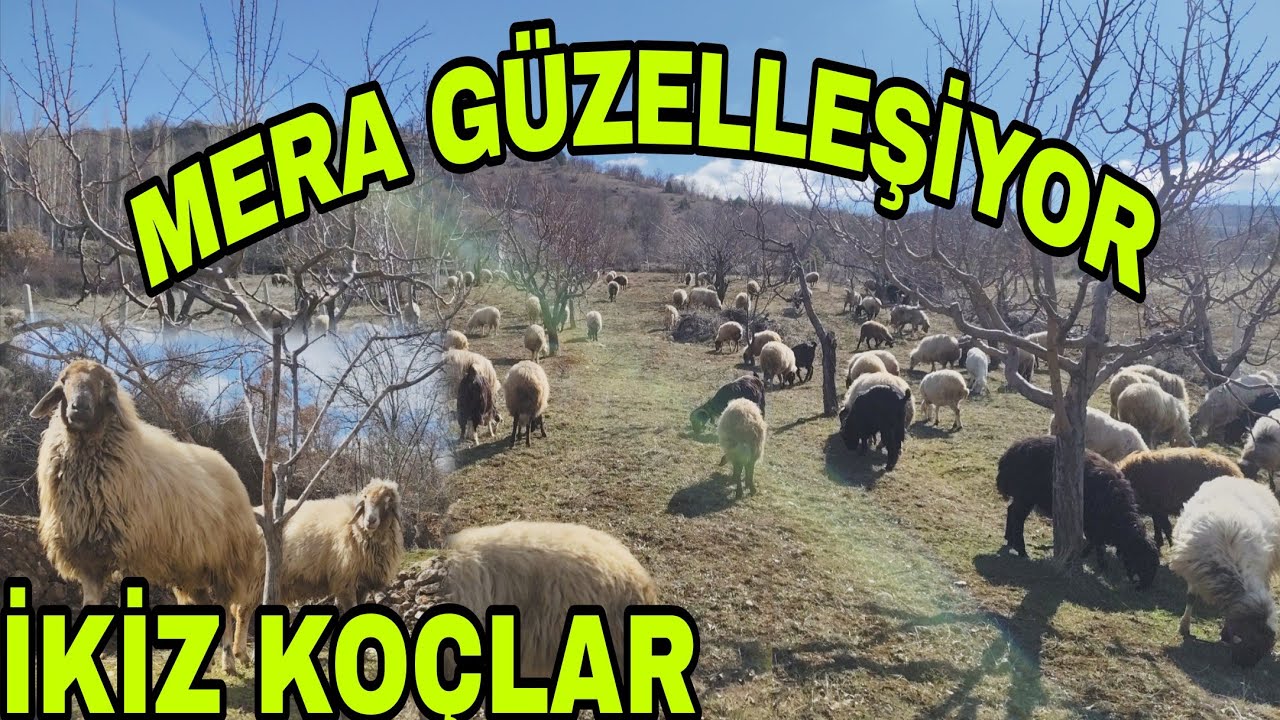 BAHAR GELİYOR DAĞLAR YEŞERİYOR 4 AY ARADAN SONRA KOYUNLARA DAĞDA TUZ VERDİM 
