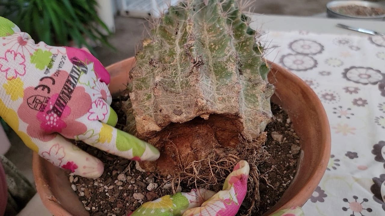 🌵COMO SALVE MI CACTUS PODRIDO🌵