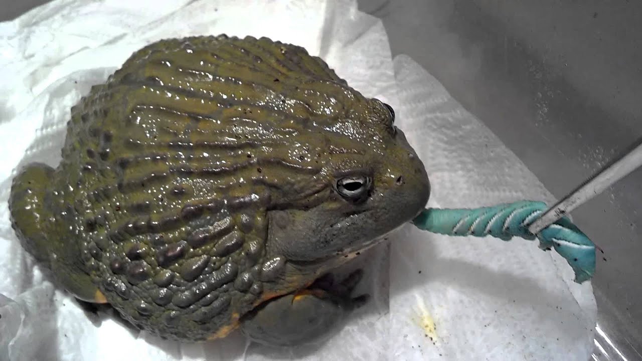 Giant African Bullfrog and Horn Worms