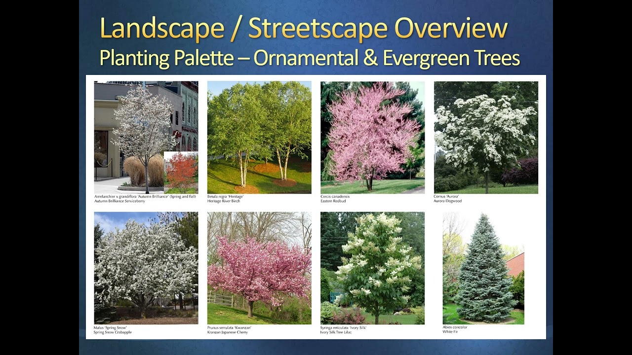Mount Auburn Street Final Design - Video 3 - Landscape/Streetscape Overview - June 2023