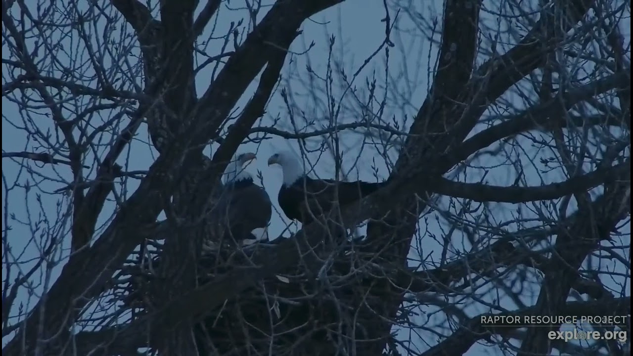 Decorah Eagles 1-3-26 HD & female on N6, beaky with each other