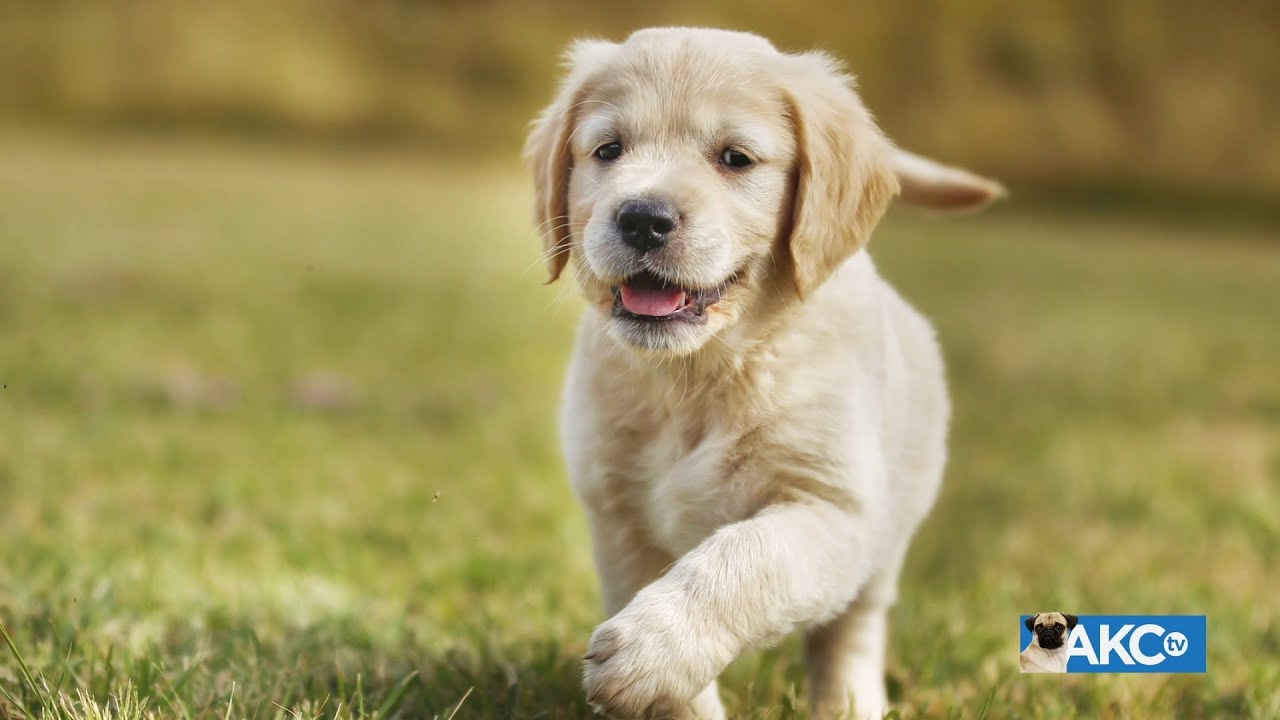 Meet the Golden Retriever