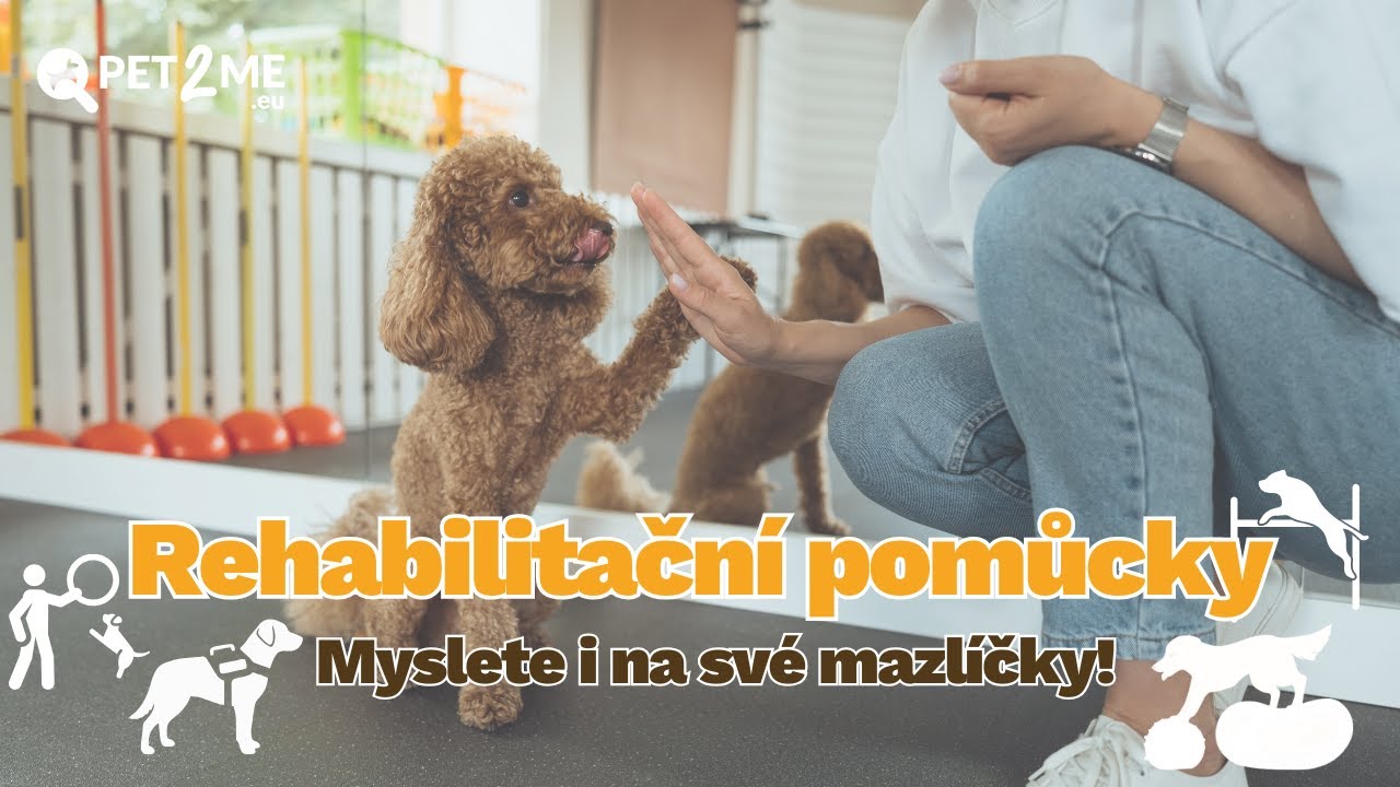 Péče o pohybový aparát psa: Nové rehabilitační pomůcky, které pomohou vašemu mazlíčkovi!