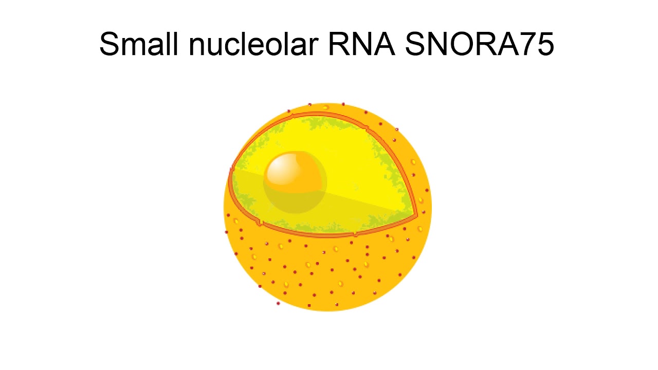 Small Nucleolar Rna Snora75