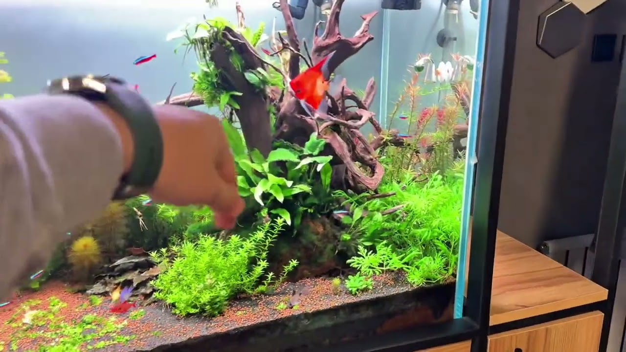 400 LT Bitkili Akvaryum | Filtre, Aydınlatma ve CO₂ Sistemi Detayları