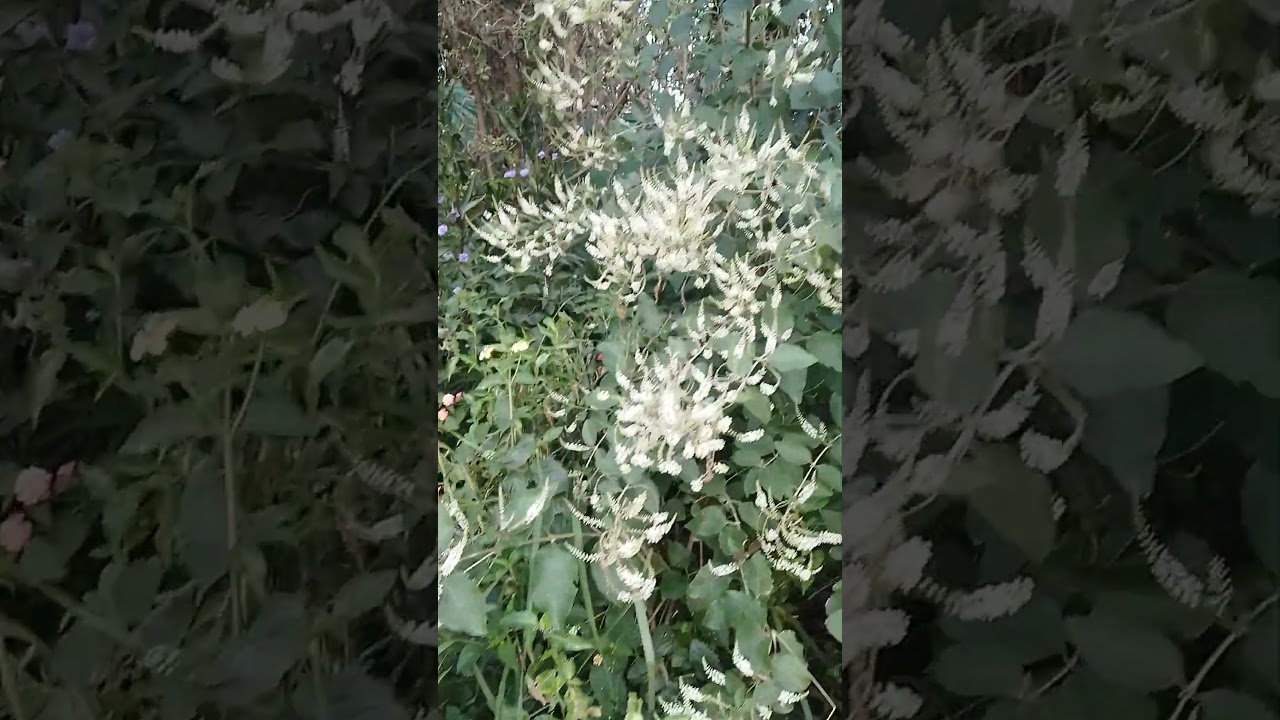 se viene nuevo video de plantas nativas. #agroecolog&iacute;a #agriculturaregenerativa #plantasnativas