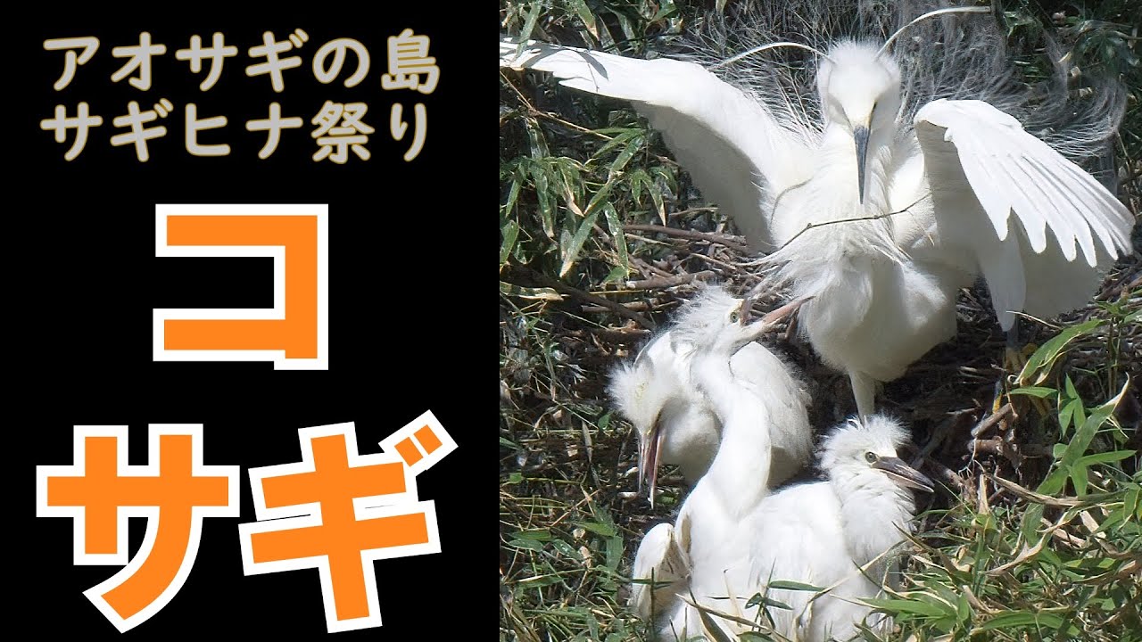 【コサギ編】アオサギの島サギヒナ祭り ゴハンちょうだい