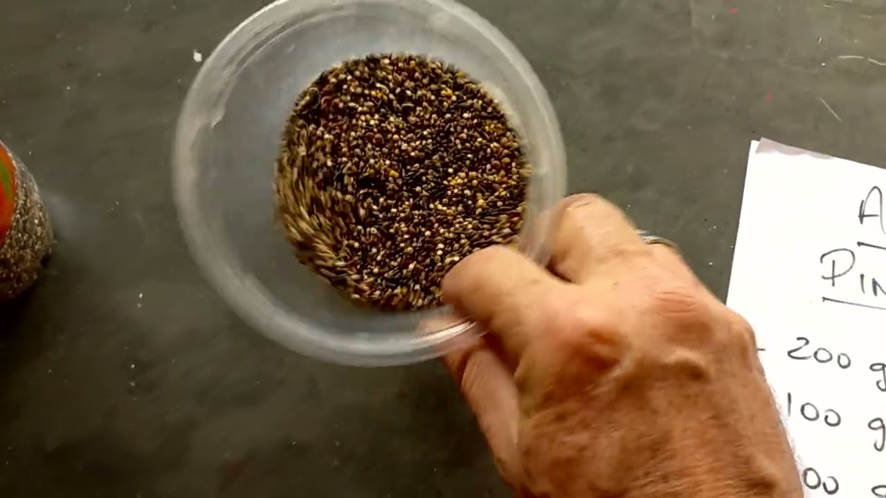 Pintassilgo não come Alpiste - Canário e Curió Sorocaba